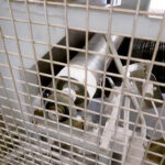 Soft_biscuit_line_12